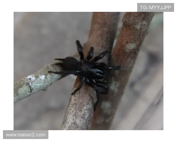 小西蒙尼赞小蜘蛛世界级实力 小西蒙尼赞小蜘蛛世界级实力